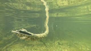 Swimming in a Mangrove River GX011255