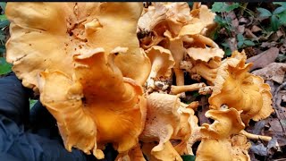 นั่งงงในดงเห็ด‼เก็บเห็ดมันปูหลายคัก ดอกบานเพ่อเว่อ สวยปานดอกไม้ Hunting Chanterelle at Georgia.