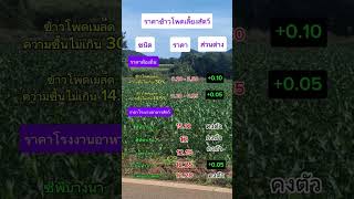 ราคาข้าวโพดเลี้ยงสัตว์วันนี้ #เกษตรกร #ปลูกข้าวโพด #ข้าวโพดเลี้ยงสัตว์ #ราคาข้าวโพด