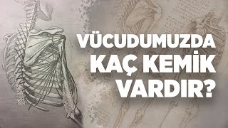 Vücudumuzda Kaç Kemik Vardır?