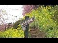 【4k】神奈川で河津桜を見に行ってきた【あぐりパーク嵯峨山苑】