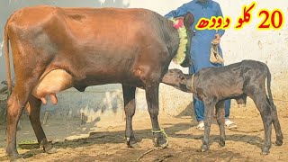 pure jersey cow For Sale in Pakistan | 03008754743