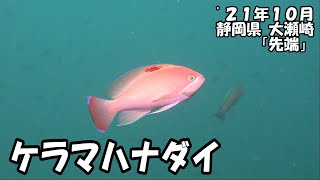 ケラマハナダイ（’２１年１０月　静岡県大瀬崎）