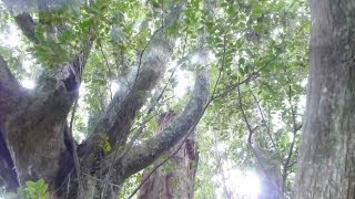 御蔵島の森 南郷 Nangou Forest in MIKURAJIMA