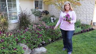 Planting A Dianthus Border ~ birdhouse garden