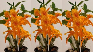 【23158】火鸟星尘石斛【兰花词典93】Den.Stardust 'Firebird'【静姐说花】