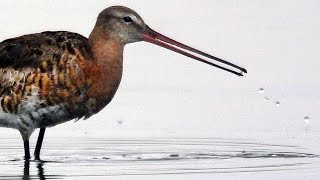 Большой веретенник (Limosa limosa) - Black-tailed godwit | Film Studio Aves