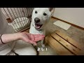 薬はイヤなもの？おやつ感覚で食べちゃう柴犬！！