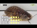 【決定版】カマキリにオススメのエサ虫 top5