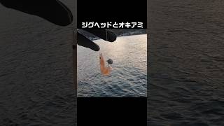 17秒で釣れる！？簡単仕掛けを落とすだけの穴釣りが楽しい！　#shorts #釣り#海釣り