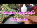 Repotting Anggrek Bulan