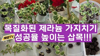 목질화된 제라늄(마담살레몬) 가지치기와 성공율 높이는 삽목!!!