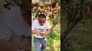 आखिर पेड़ के कीवी कैसे होते हैं।। #shorts #youtubeshorts #fruit #kiwi #farming #farm