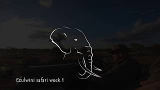 Ezulwini Safari Weekly 1