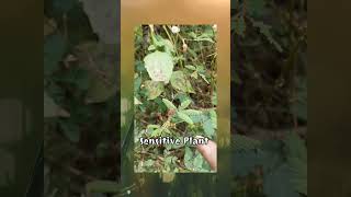 మన ఔషదపు మొక్కలు || Medicinal Plants || Sensitive Plant.