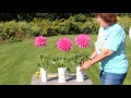 unedited rochester dahlia society judging demonstration