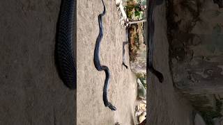 Black cobra snake #chhatbir zoo#travel #nature #chandigarh#zirakpur