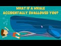 What If a Whale Accidentally Swallowed You? | Video for Kids