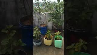 beautifull garden tour asun dekhama amar gaden ra khatarnak view viral#shortsvideo #trending