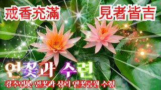 진주 예하리 강주연못의 연꽃과 고성 상리 연꽃공원 수련(올해는 이 지역에 연꽃이 많이 안보입니다.)