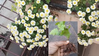 சாமந்தி செடி பதியம் / Samanthi flower pathiyam method