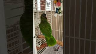 Parrot Flaring His Tail In Excitement #shorts #amazonparrot