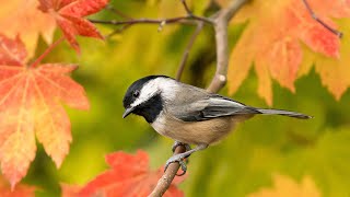 How does Black-capped chickadee sound? Song | Voice Chatter Calls