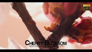 HD Stock Footage - Beautiful Cherry Blossom 9