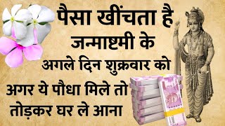 जन्माष्टमी के अगले दिन शुक्रवार को अगर ये पौधा मिल जाये तो घर जरूर लाना माता लक्ष्मी घर मे वास करेगी