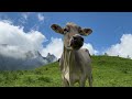 life in a swiss alpine village heavy rain fell while cows were grazing outside the farm