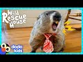 Major The Groundhog Needs Help Finding The Lost Baby Skunks! | Dodo Kids | Wild Rescue House