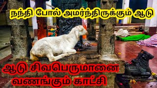 சிவபெருமானை வணங்கும் ஆட்டுக்குட்டி நந்தி போல் அமர்ந்திருக்கும் ஆடு இப்படி தான் சிலை செதுக்கி 🤔🤔🙏🙏🙏