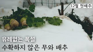 [December-1] Unprecedented snowfall, and unharvested radishes and Korean cabbage.