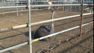 ostricha roar だちょう 鳴き声 雌