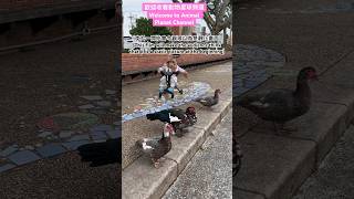 寶寶遇到鴨子的反應Baby's reaction when encountering a duck～#cutebaby #shorts#fyp#療癒#動物#animals#薑母鴨#healing