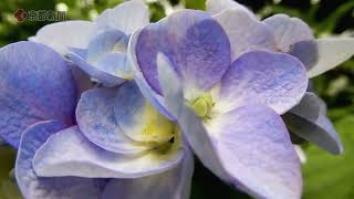 京都市左京区「哲学の道」のアジサイ【4K動画】（2024年6月17日）Hydrangeas along the Philosopher's Path in Sakyo Ward, Kyoto City