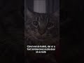 #cat #funny #tiktok