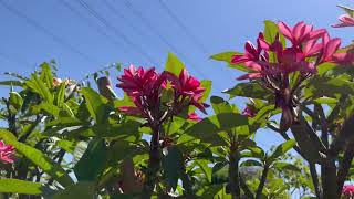 Plumeria - Upland Nursery 2022