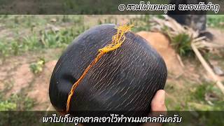 พาไปเก็บลูกตาลสุกเอาไว้ทำขนมตาลกันครับ | สวนไผ่แทนคุณ