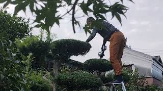 Landscaping In Japan 造園 - Maki Tree Hair Cut 庭師