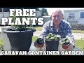 Free Strawberry Plants [Caravan Container Garden