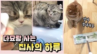 고양이 9냥 다묘 집사의 하루! (ENG sub) [베니패밀리]