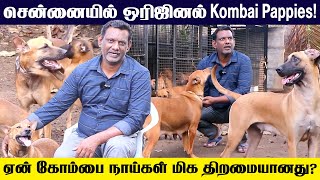 Kombai Dog | சென்னையில் ஒரிஜினல் கோம்பை பப்பிகள்! | மிக தரமான கோம்பை நாய்கள் | Kombai Puppies Sale