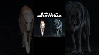 異名は『狼狩り』犬界一スタイリッシュすぎる犬種[ボルゾイ雑学]