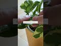 🍀観葉植物の新芽が　小さい原因と対策🍀【☘life with houseplant】9 4