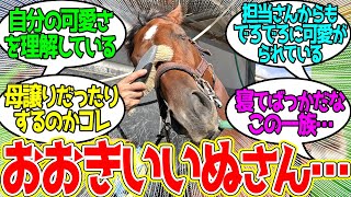 シュガークンの弟アルマデオロ ← 兄弟揃ってデカい犬すぎる…に対するみんなの反応！【競馬 の反応集】