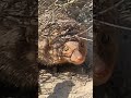 mongoose got tired after lethal fight with black cobra snake 🐍