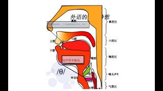 35/θ/ 英语音标 舌位结构图 零基础英语学习 秒懂英语 发音部位图 Origans of Speech