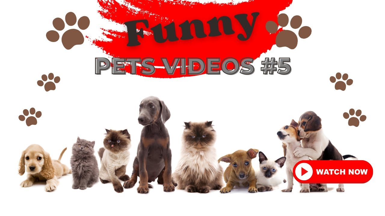 Funny Cute Pets Videos 5 Youtube