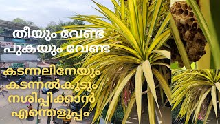 കടന്നലിനേയും കടന്നൽ കൂടും നശിപ്പിക്കാൻ ഒരു സൂത്രപ്പണി/Kadannal koodu /Destroy waspnest without fire